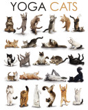 Yoga - Cats Poster