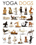 Yoga - Dogs Posters