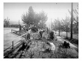 South School - Children Gardening, 1905 reproduction procédé giclée par Asahel Curtis