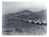 Two Converging Lines of Wagons, 1935 Giclee Print by Asahel Curtis