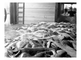 Fish at Anacortes Fish Packing Plant Giclee Print by Asahel Curtis