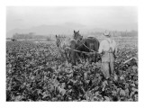 Plowing the Beet Field, 1928 Lámina giclée por Asahel Curtis