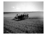 Tekoa, Four-Horse Team, 1915 Lámina giclée por Asahel Curtis