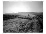 Flock of Sheep Near Ellensburg, WA, 1912 Lámina giclée por Asahel Curtis Flock of Sheep Near Ellensburg, WA, 1912 Lámina giclée por Asahel Curtis