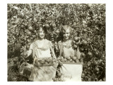 Girls with Apple Harvest, Yakima, 1928 Giclee Print by Asahel Curtis