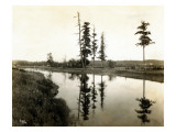 Treaty Trees at Medicine Creek, 1924 Giclee Print by Asahel Curtis