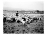 Ellensburg, WA, Goodwin Hogs, 1915 reproduction procédé giclée par Asahel Curtis