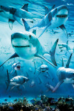 Shark Infested Poster