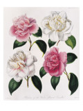 Blooms of Various Flowered Camellia Lámina giclée por Mrs Withers