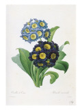 Primula Auricula reproduction procédé giclée par Pierre-Joseph Redouté