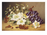 Christmas Roses with Mistletoe Giclee Print by Emma Walter