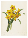 Narcissus Giclee Print by Pierre-Joseph Redouté
