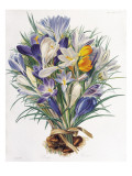 A Study of Spring Crocuses Giclee Print by C . J . Robertson
