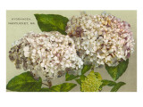 Hydrangeas, Nantucket, Massachusetts Prints