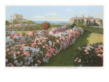 Hydrangeas, Nantucket, Massachusetts Prints