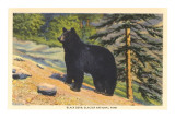 Black Bear, Glacier Park, Montana Affiches