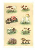 Varieties of Mushrooms Giclee Print