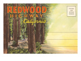 Postcard Folder, Redwood Highway, California Posters