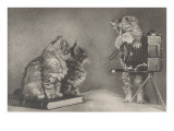 Kittens Playing Photographer Lámina giclée Kittens Playing Photographer Lámina giclée