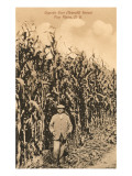 Tall Corn, Pine Plains, New York Poster
