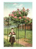 Girl Standing by Rose Trees, Portland, Oregon Posters