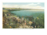 Pond and Wildflowers, Nantucket, Massachusetts Kunstdrucke