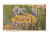 Squirrel, Catskills, New York Lámina giclée