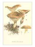 Saffron Milk Cap Giclee Print