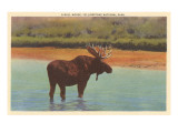 Bull Moose, Yellowstone Park Giclee Print