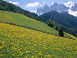 Dolomites Mountains and Wild Yellow Flowers, Villnoss / Val Di Funes, Trentino, Italy Photographic Print by Steve Vidler Dolomites Mountains and Wild Yellow Flowers, Villnoss / Val Di Funes, Trentino, Italy Photographic Print by Steve Vidler