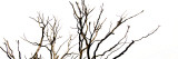 Branches on White Background Photographic Print by Clive Nolan