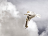 Gull Photographic Print by Stephen Arens
