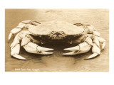 Cangrejo gigante de Oregón Lámina giclée Cangrejo gigante de Oregón Lámina giclée