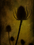 Trugen Photographic Print by Tim Kahane