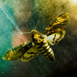 Moth Moments Photographie par Clive Nolan
