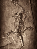 Plesiosaur Photographic Print by Clive Nolan
