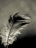 Feather Photographic Print by David Ridley