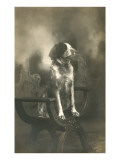 Dog Sitting on Carved Wooden Chair Poster