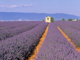 Lavender Fields, Provence, France Photographic Print by Jon Arnold