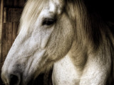 Old Friend Photographic Print by Stephen Arens