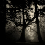 Realpoint Photographic Print by Sharon Wish