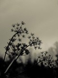 Silhouette of Cow Parsley Photographic Print by David Ridley