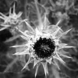 Thistle II Photographic Print by Lydia Marano