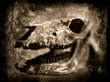 Equas Caballus Photographic Print by Clive Nolan