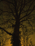 Minte Photographie par Tim Kahane