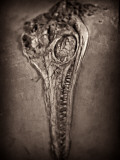 Fossilised Skull of Dinosour. Ichthyosaurus Communis Photographic Print by Clive Nolan