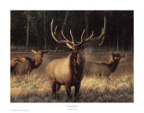 Morning Magic Prints by Nancy Glazier