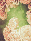 The Rose Collection #1 Lámina fotográfica por Tracy Edgar The Rose Collection #1 Lámina fotográfica por Tracy Edgar