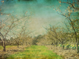 Blossom Tree Special Photographic Print by Tracy Edgar