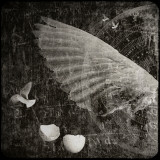 The Equations of Birds Photographic Print by Lydia Marano